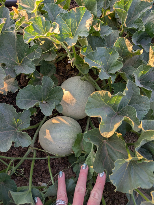 From Desert to Abundance: Our Homesteading Journey Begins