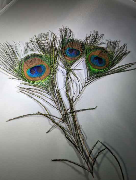 Feathers image 0